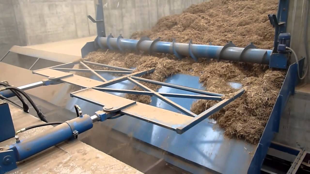 Arundo donax Moving Floor Video