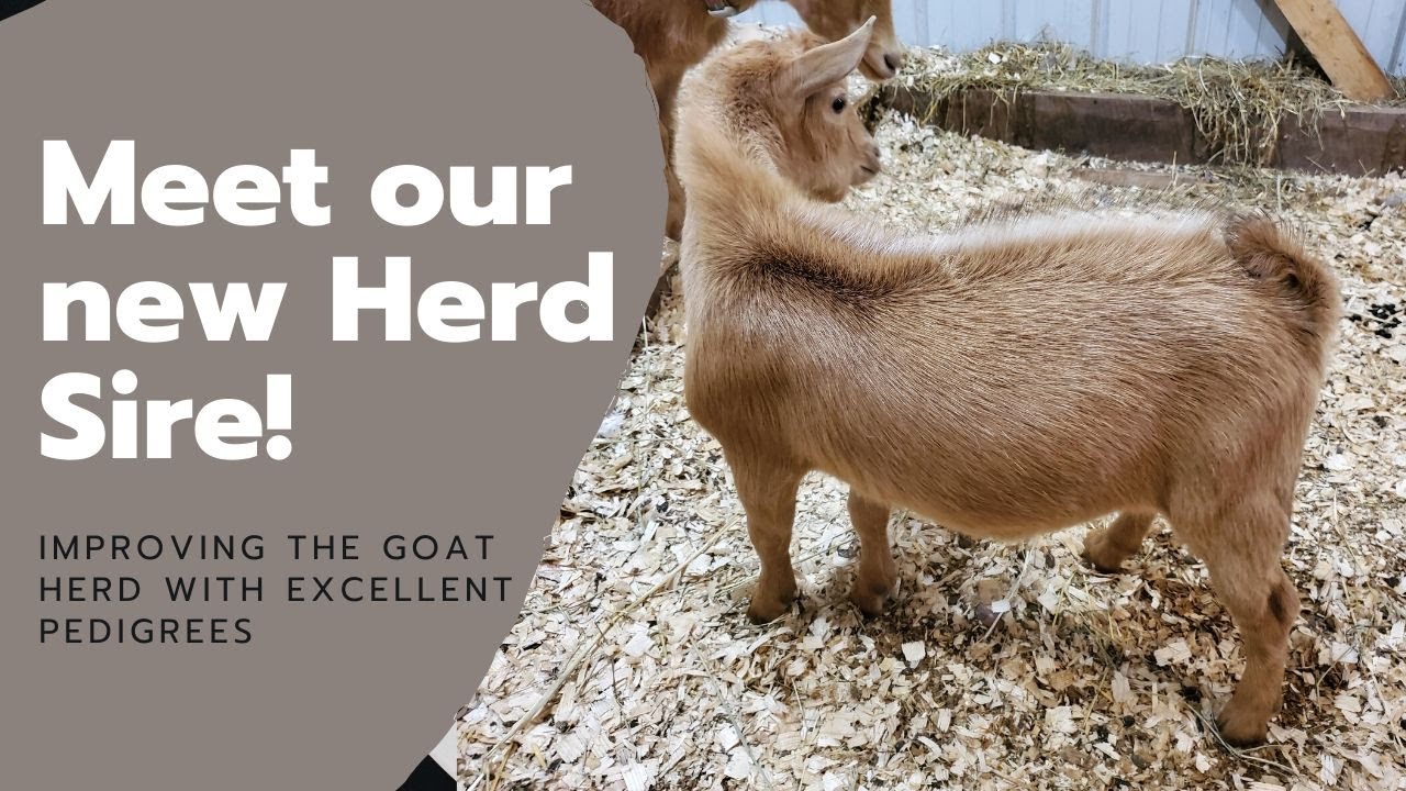 #54 Introducing our new buckling and herd sire!