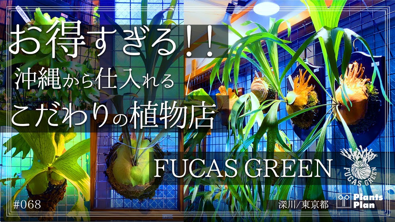 #068【植物店巡り】ビカクシダ!お得すぎる！沖縄から仕入れるこだわりの植物店 FUCAS GREEN (深川 / 東京都)