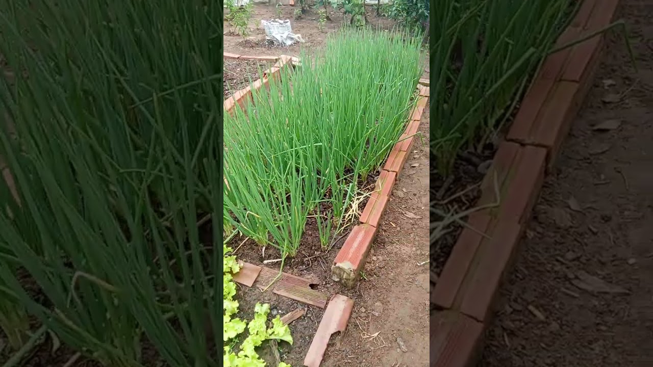 Minha horta está linda 
