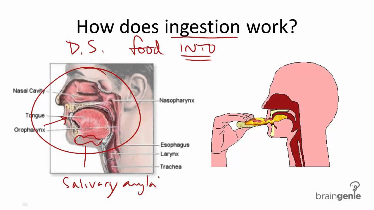 8.5.1 Ingestion