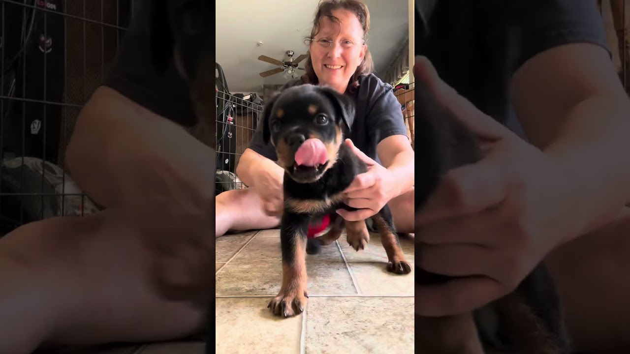 Rottweiler puppy Singleton 5weeks