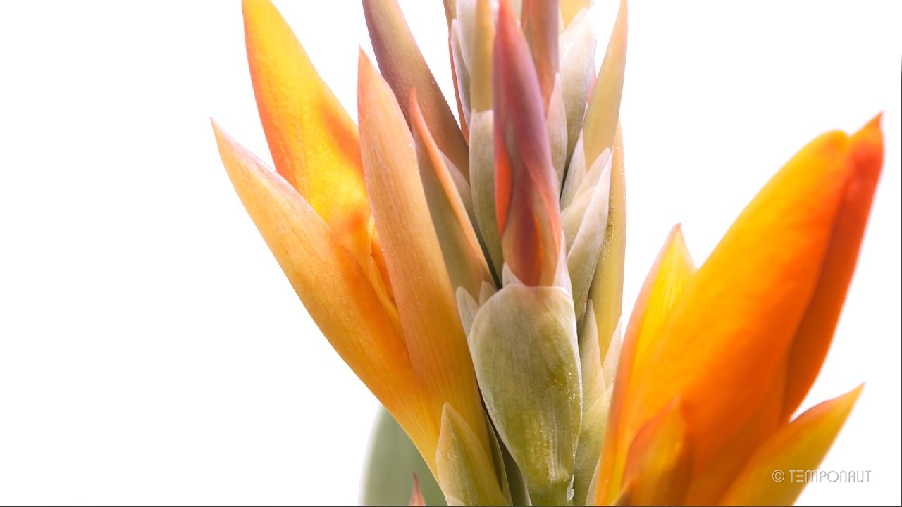 Timelapse Canna Indica Growing and Blooming - Indian Shot, Indisches Blumenrohr
