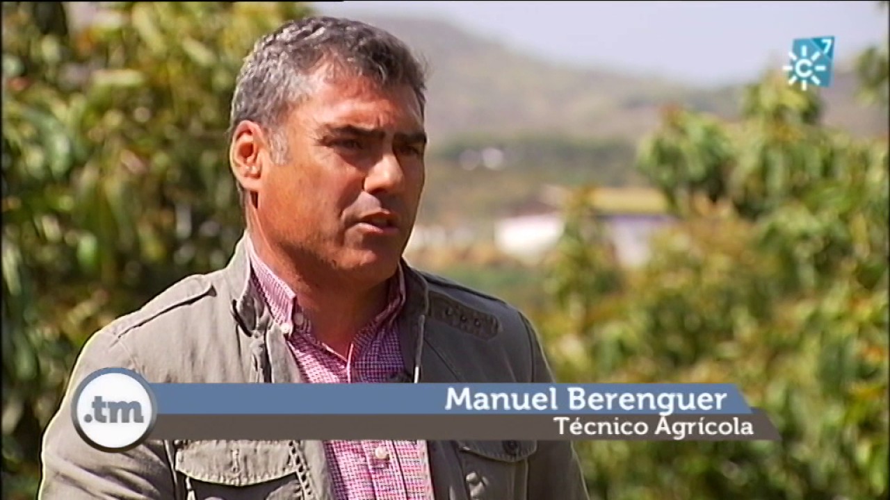 Aguacates en Vélez Málaga: cultivo y comercialización