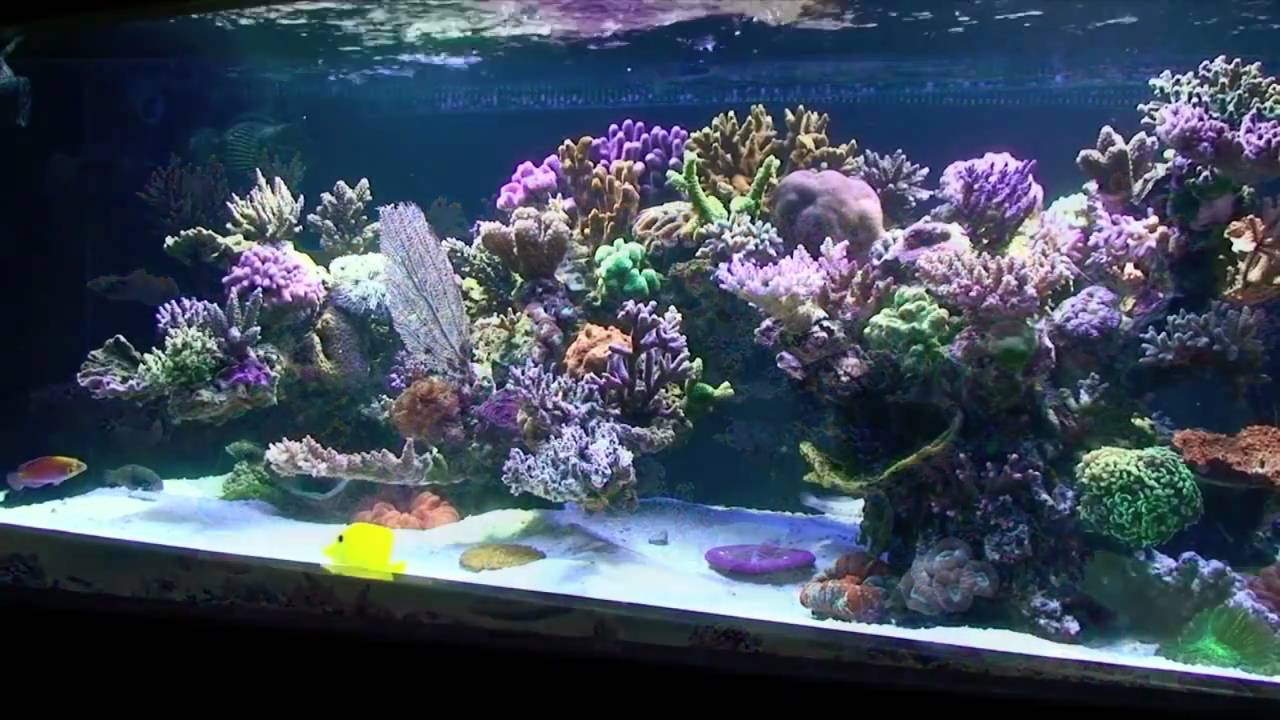 Robertus Reef- changes over the first year