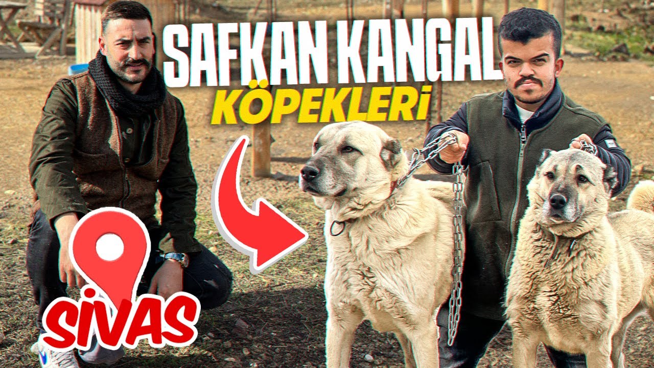 TÜRKİYENİN EN İYİ KANGAL KÖPEKLERİNE BAKICILIK YAPTIK @huseyinyldz7896
