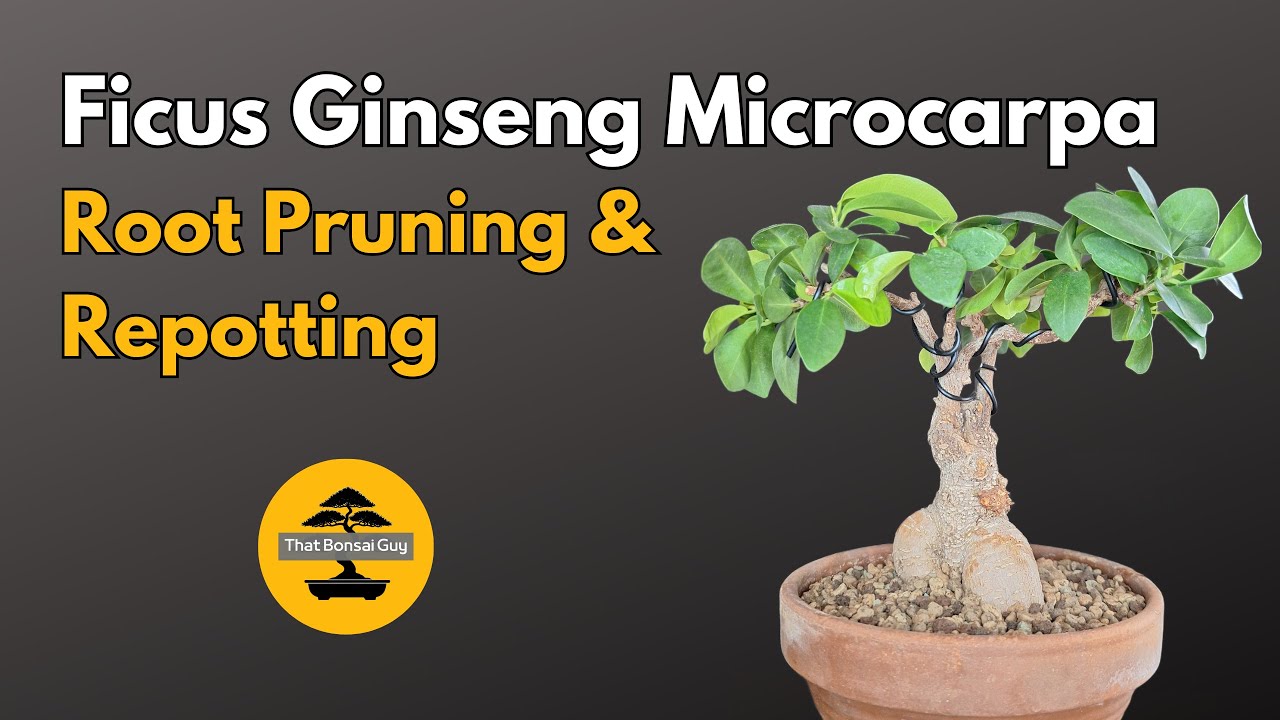Как оптимизировать рост: обрезка корней и пересадка фикуса Ginseng Microcarpa