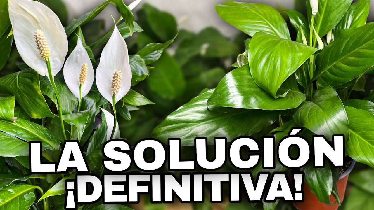 Tu Cuna de Moisés NO debería verse así: señales de pudrición y como revivirla paso a paso