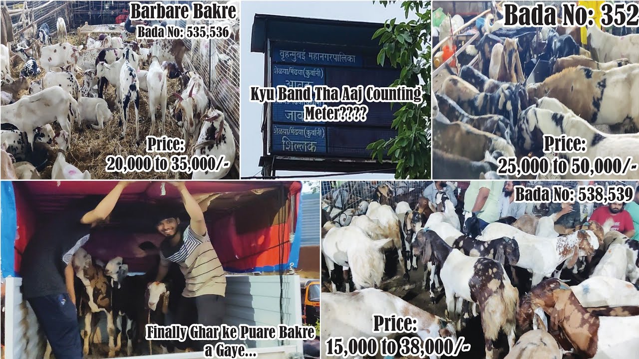 Deonar Bakra Mandi Day 9 Live Update | Mandi sasti hu chuki hai | 26th June | 2023