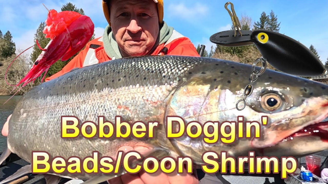 Bobber Dogging-Side Drifting-Divers | Cowlitz River Steelhead on Beads & Coon Stripe Shrimp.