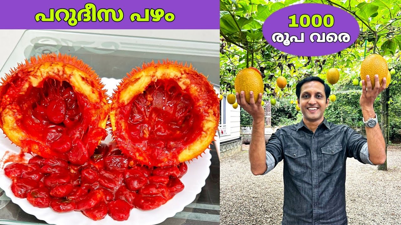 കിലോ 1000 രൂപ വരെ വിലയുള്ള പറുദീസ പഴം കേരളത്തിൽ തഴച്ചു വളരുന്നുണ്ട് | gac fruit | fz rover