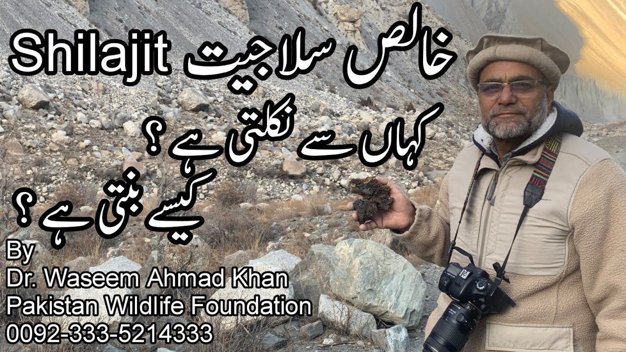 How Shilajit is Extracted From Mountains | Extrating Shilajit From Mountains of Chitral Pakistan