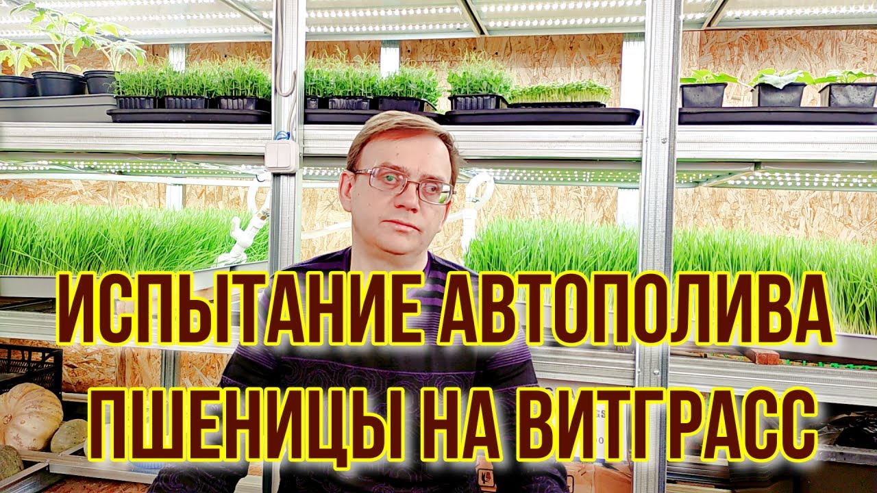 Испытание автополива пшеницы на витграсс. Первый пуск!
