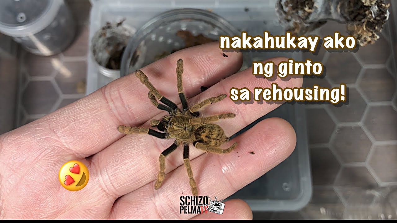 Kabado - 5 Star Tarantula Rehousing
