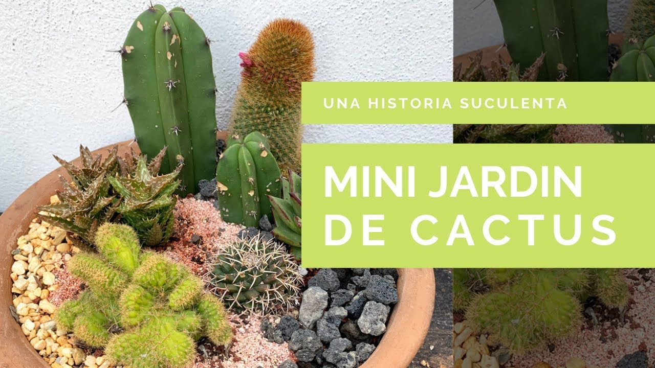 Como Plantar Cactus y Suculentas Juntos