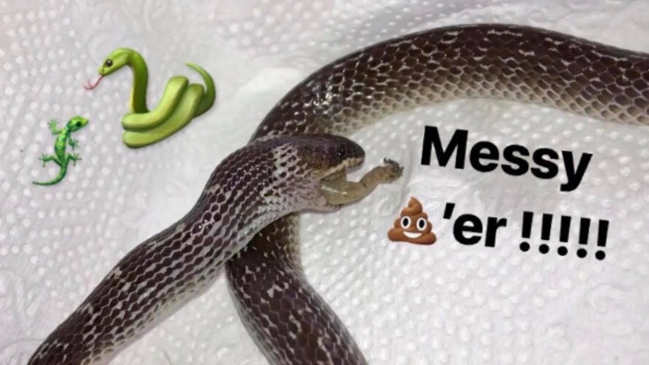 Snake eats ONE lizard.. poops EVERYWHERE !!!