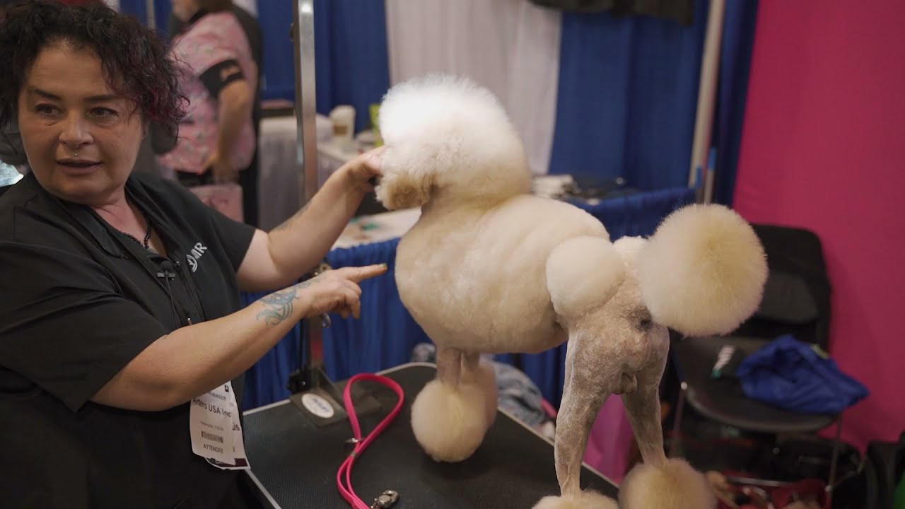 Poodle Continental Trim Dog Grooming Critique w/ Irina Pinkusevich