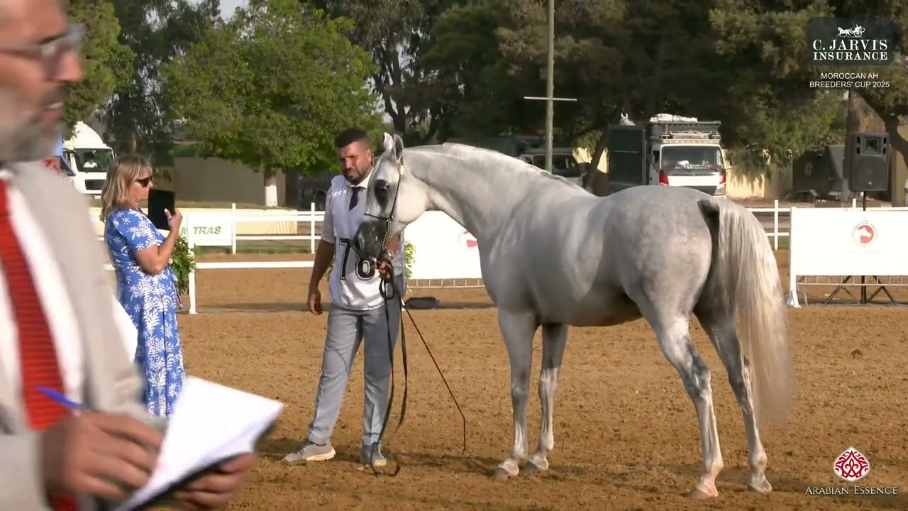 Moroccan AH Breeders' Cup 2025   Class SSC