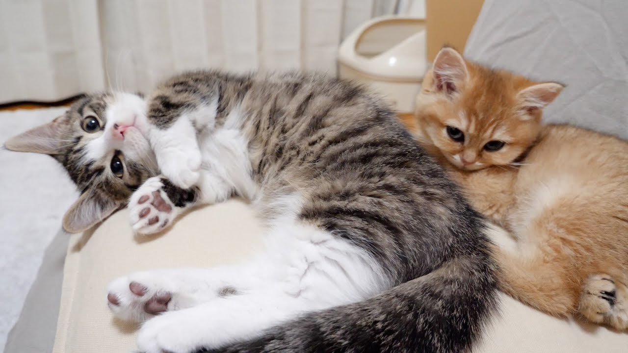 I found a kitten Coco who is very jealous of the owner
