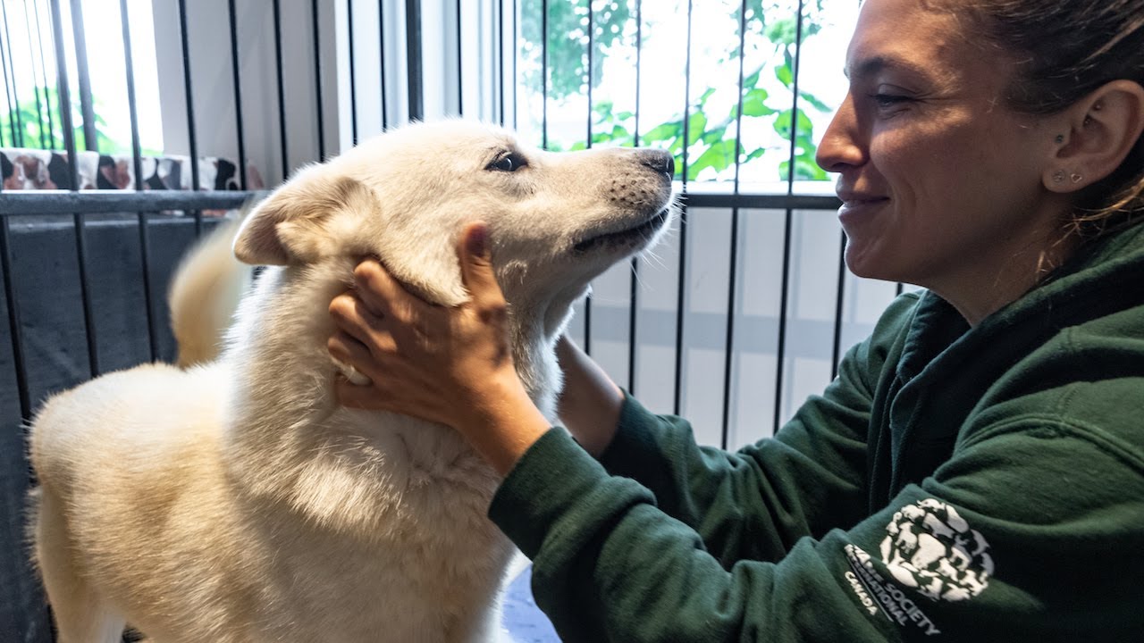 Over 60 dogs rescued from South Korean dog meat farm now safe in Montreal