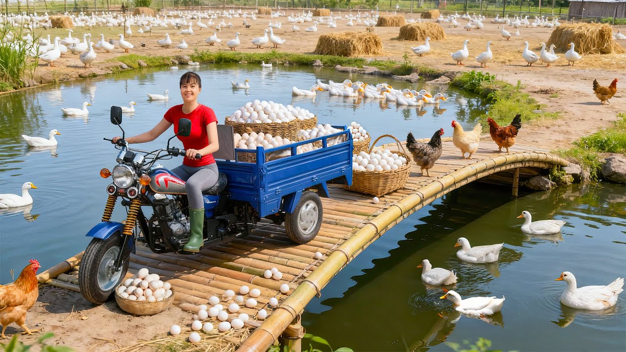 TIMELAPSE -- Ducks Eggs Harvesting Process: Harvest 1000Kg+ Ducks Eggs to Sell & Make Curled Popcorn