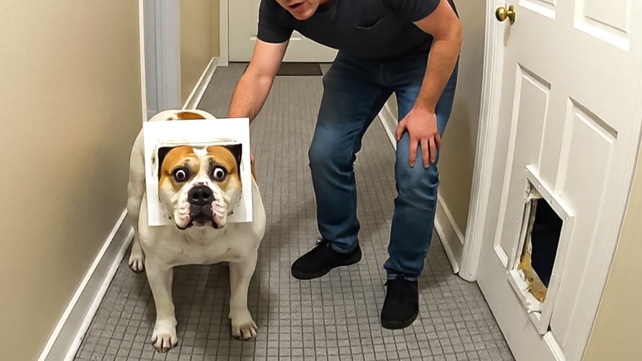 When Big Dogs Forget They’re Big