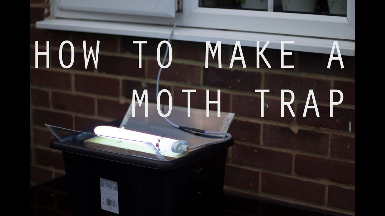 nature: tutorial on how to make a moth trap