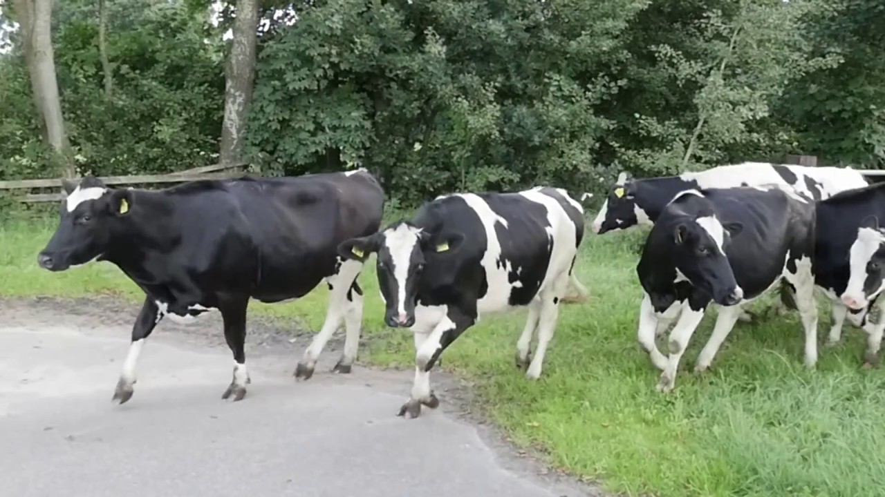 KOE IN SLOOT (met geluid aan nog veel leuker)