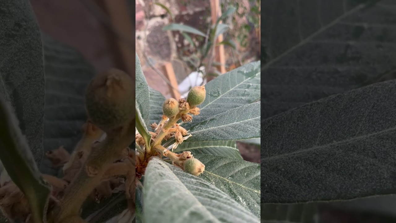 Углублённая теплица зимой. Какие изменения произошли? #plants  #растение  #заглублённаятеплица