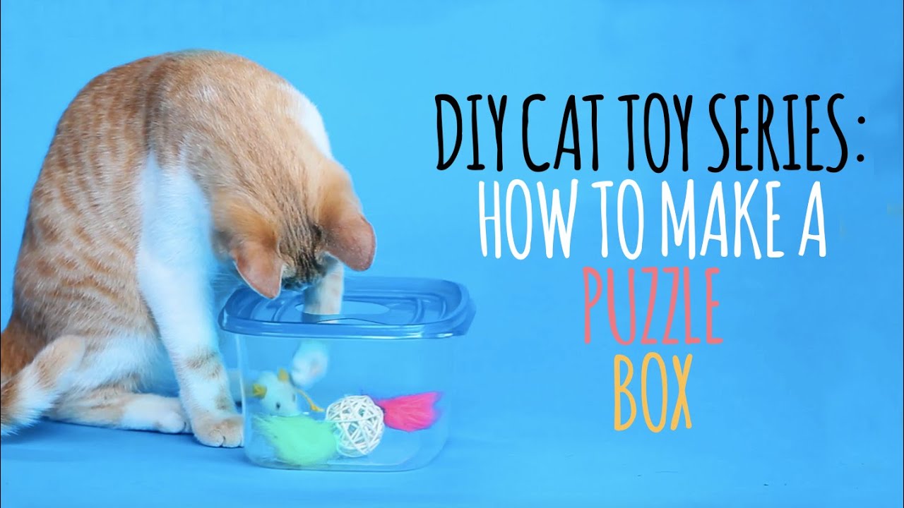 DIY Cat Toys - How to Make a Puzzle Box