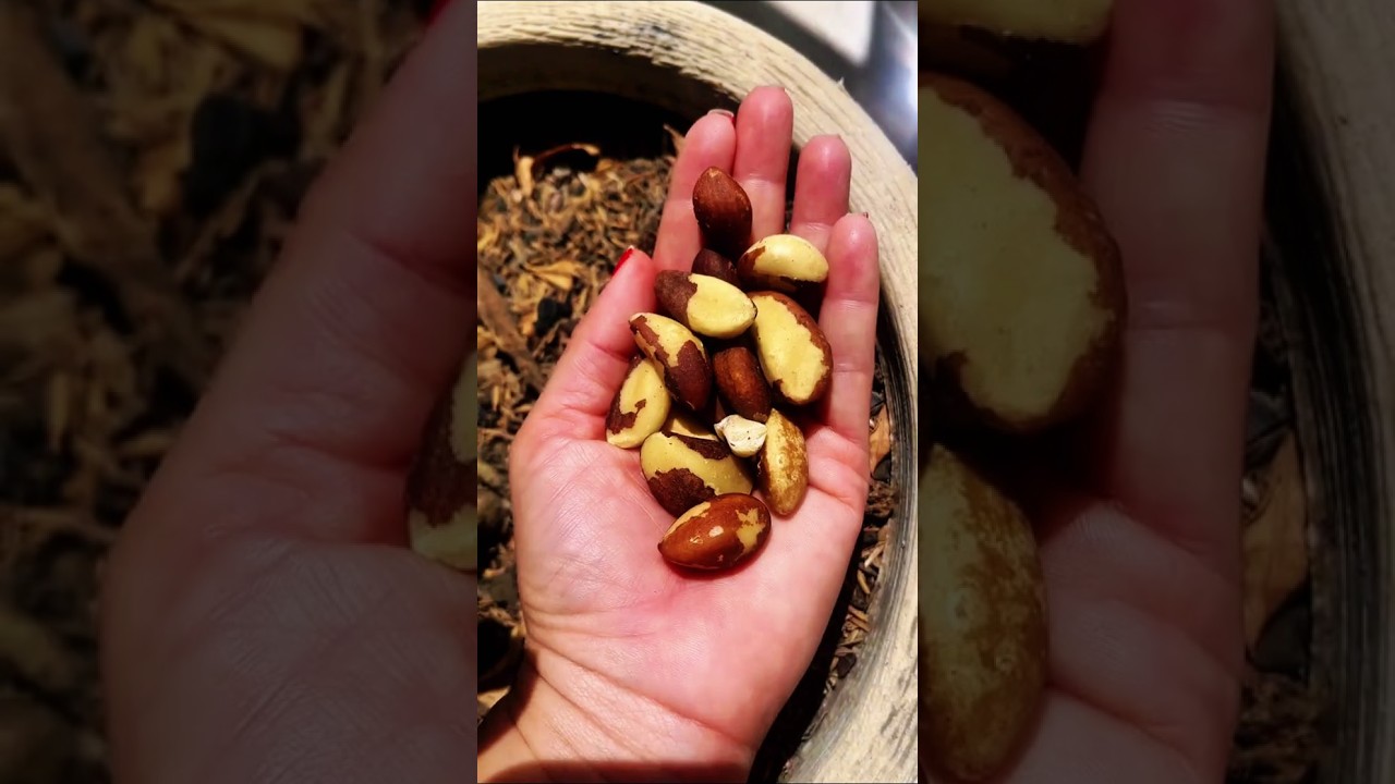 As 10 CASTANHAS mais NUTRITIVAS pra SA&Uacute;DE 🌰🥜 #castanhas #sa&uacute;de  #dicasdesa&uacute;de