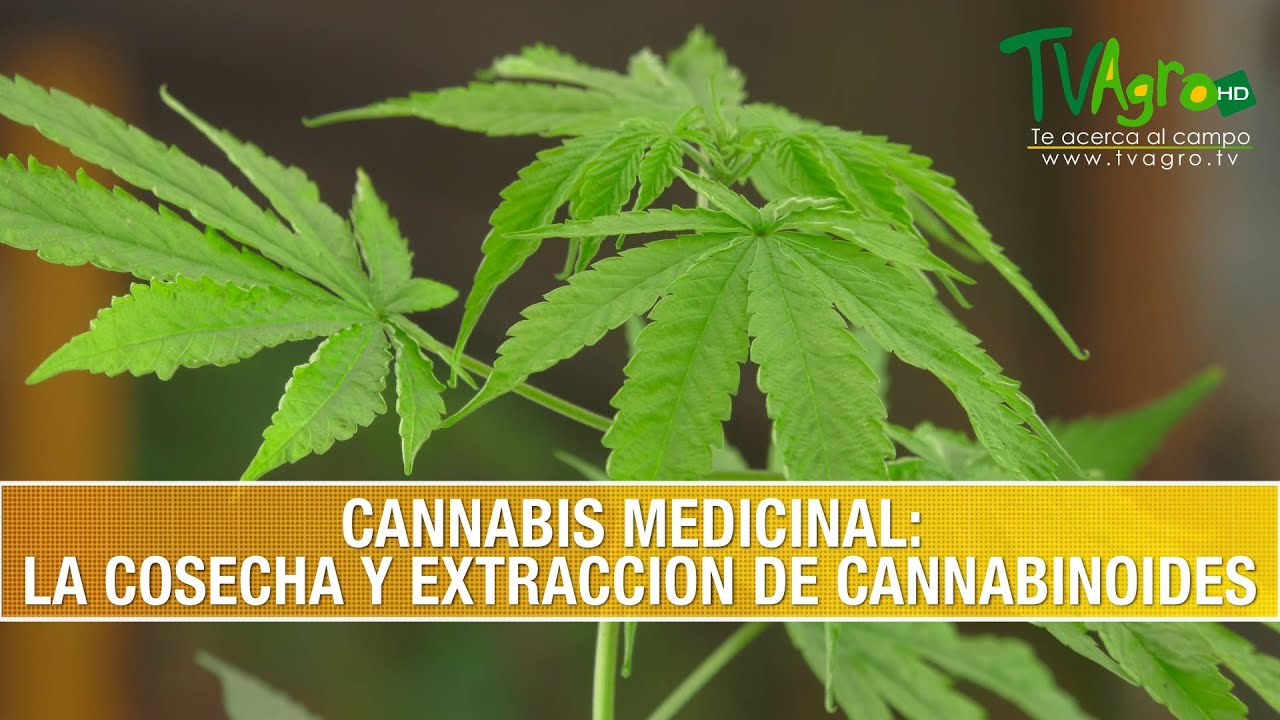Cannabis Medicinal: La Cosecha y Extraccion de Cannabinoides- TvAgro por Juan Gonzalo Angel Restrepo