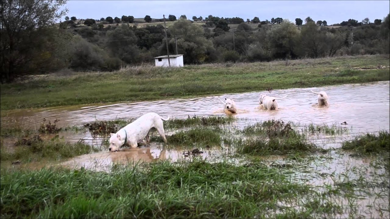 Dogo Argentino - de la Pampita 
