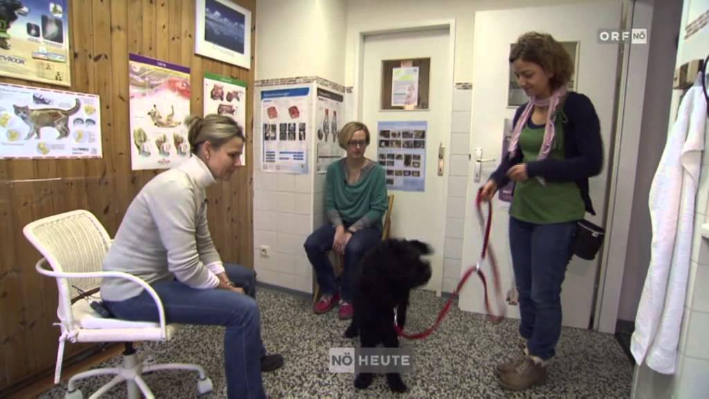 ORF & Happy Training! Hundeschule: Tierarzttraining f&uuml;r jederhund