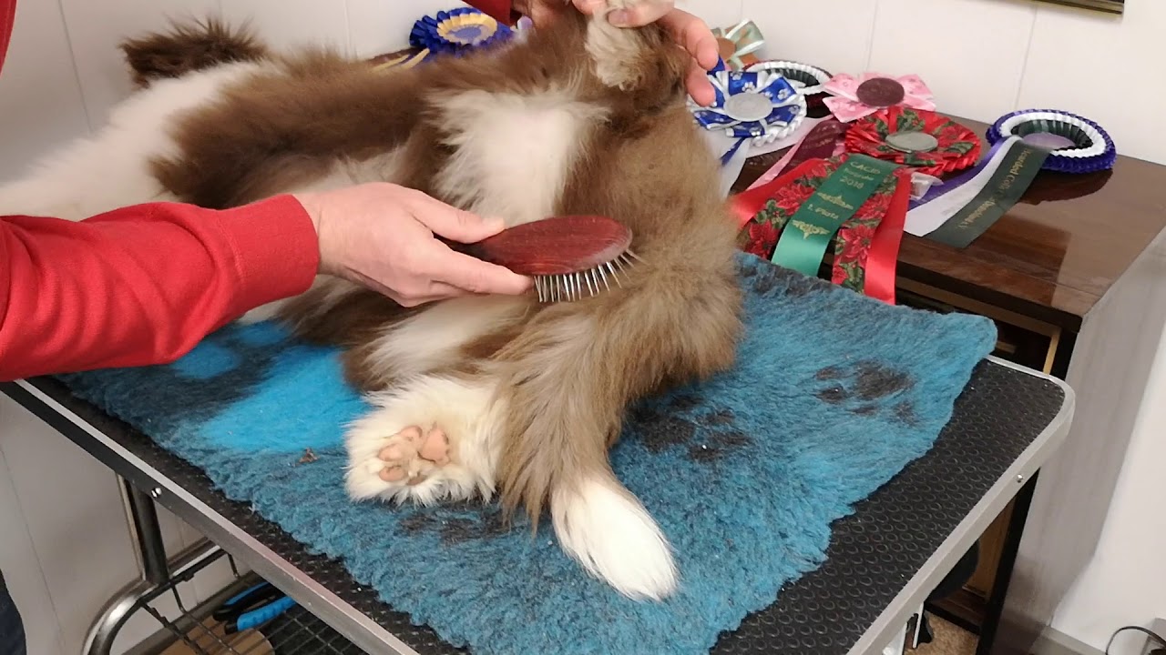 Grooming Bearded Collie