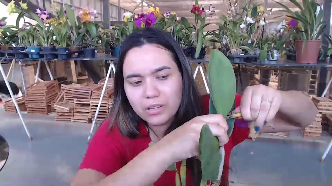 LIVE DE VENDAS DE ORQUIDEAS 20/02