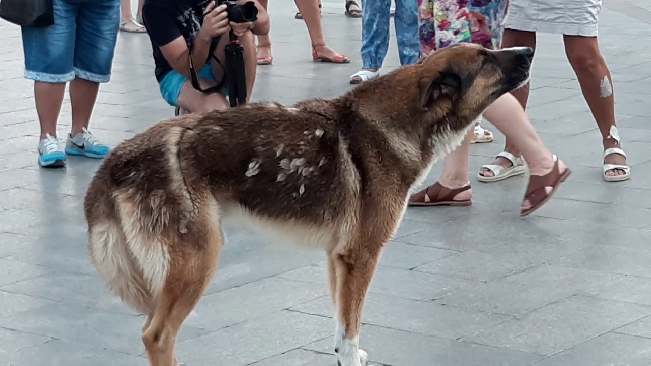 Ялта, Мухтар 