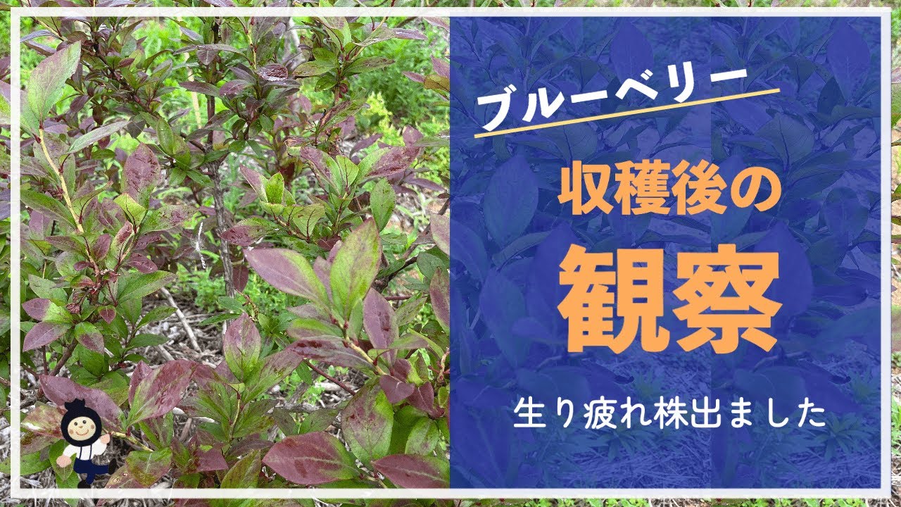【ブルーベリー】収穫後の株の様子を観察。差が出てます。