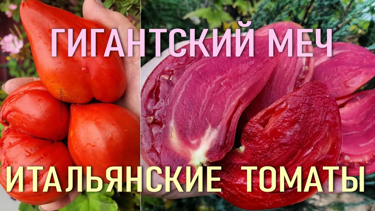 Итальянские томаты - Гигантский Меч Spadone Gigante - Выбор 2026