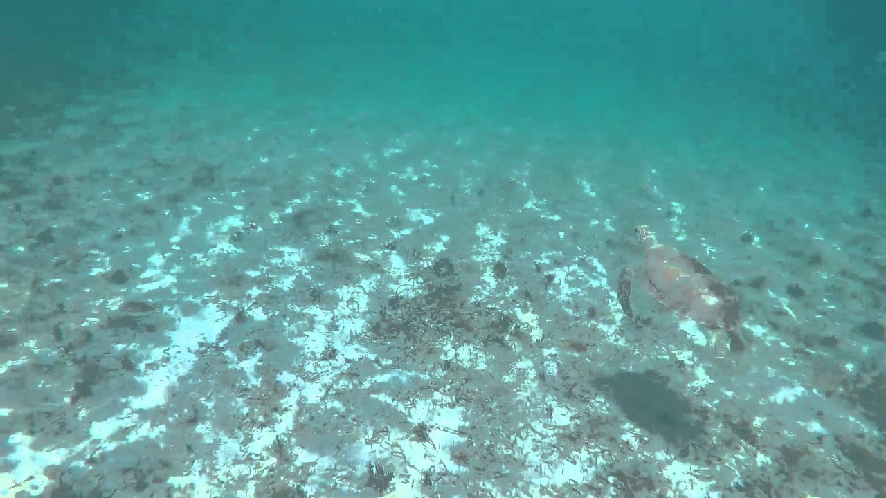 Scootyman Adventures - TWO Sea Turtles