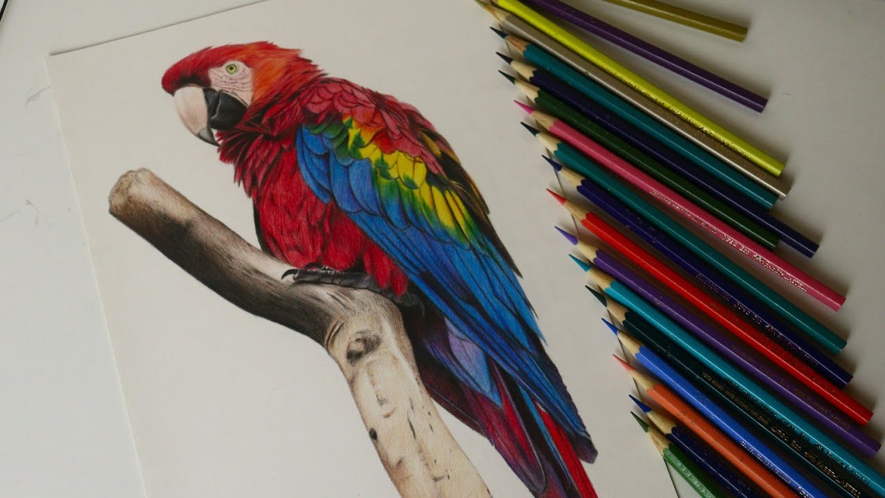Desenhando uma Arara vermelha