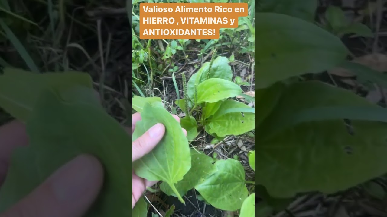 Esta PLANTA Es Un S&Uacute;PER ALIMENTO! Si La Ves Tienes Suerte!