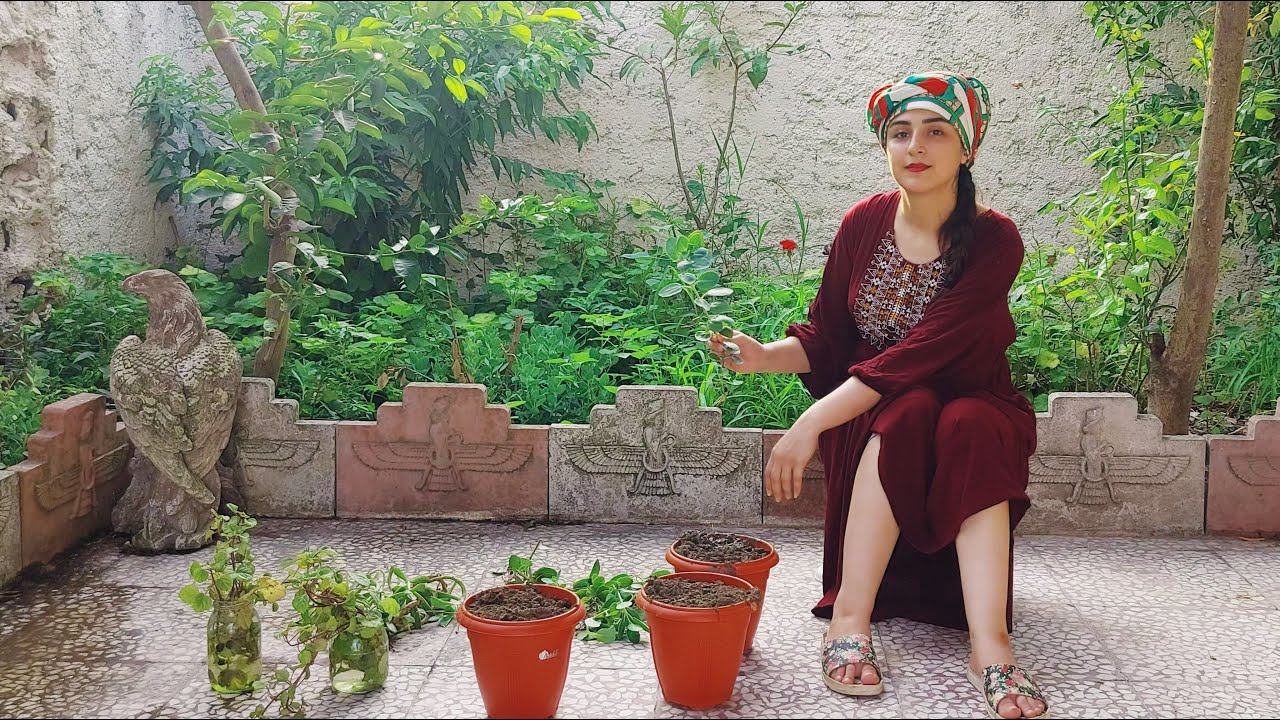 Beautiful Iranian girl. Cooking a simple chicken in the village with the hands of a village girl❤️