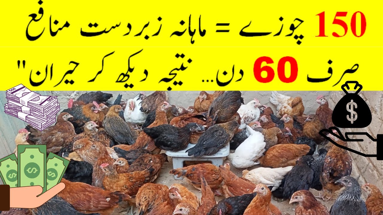 150 Chicks Complete Profit Calculation | Feed Expense, Egg Sale & Monthly Income Explained