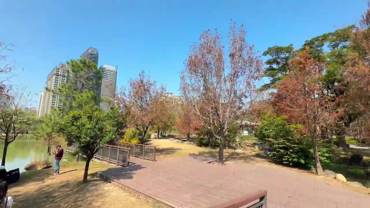 凹子底落羽松