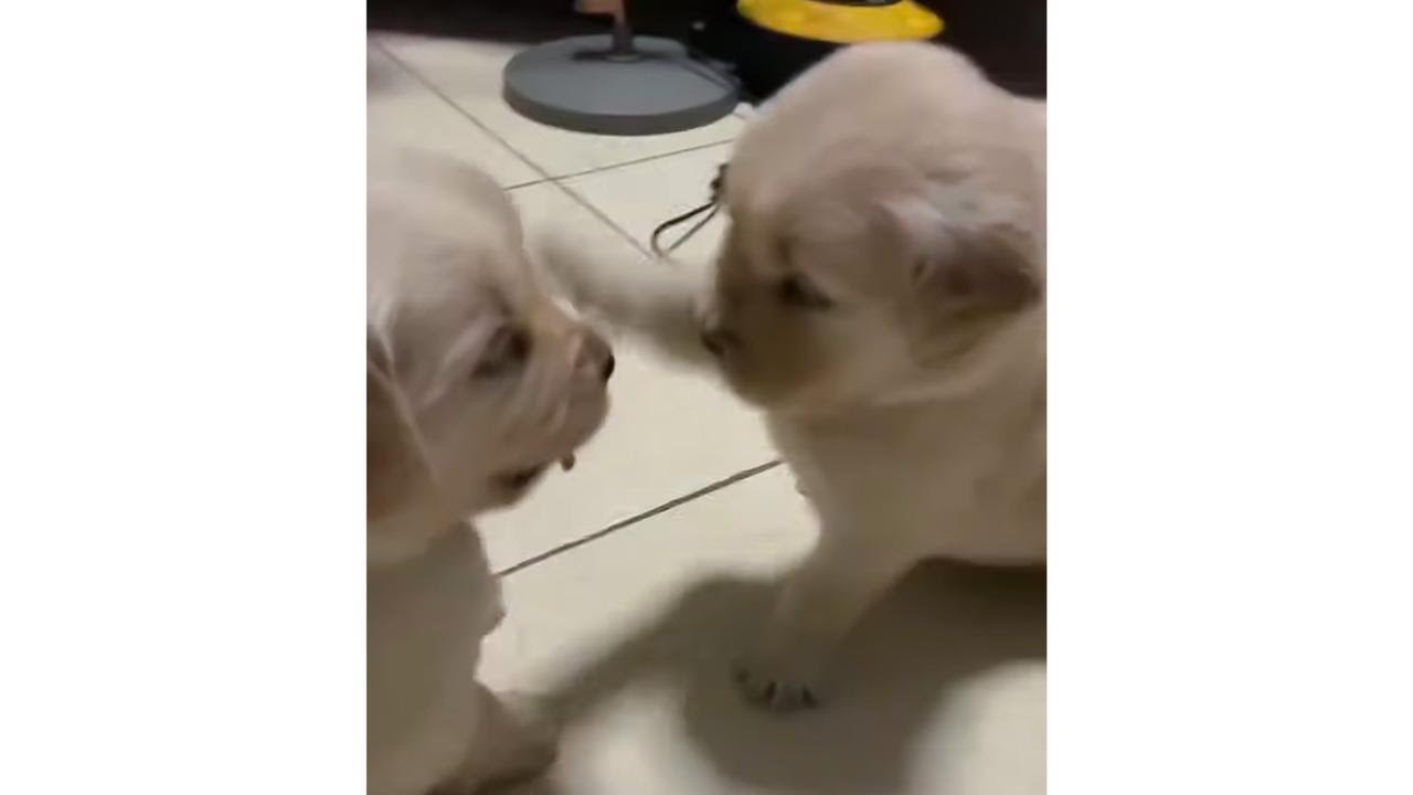 TRIPLE S LIVE - PUPPIES MAIN TABOK2AN! GEMESS