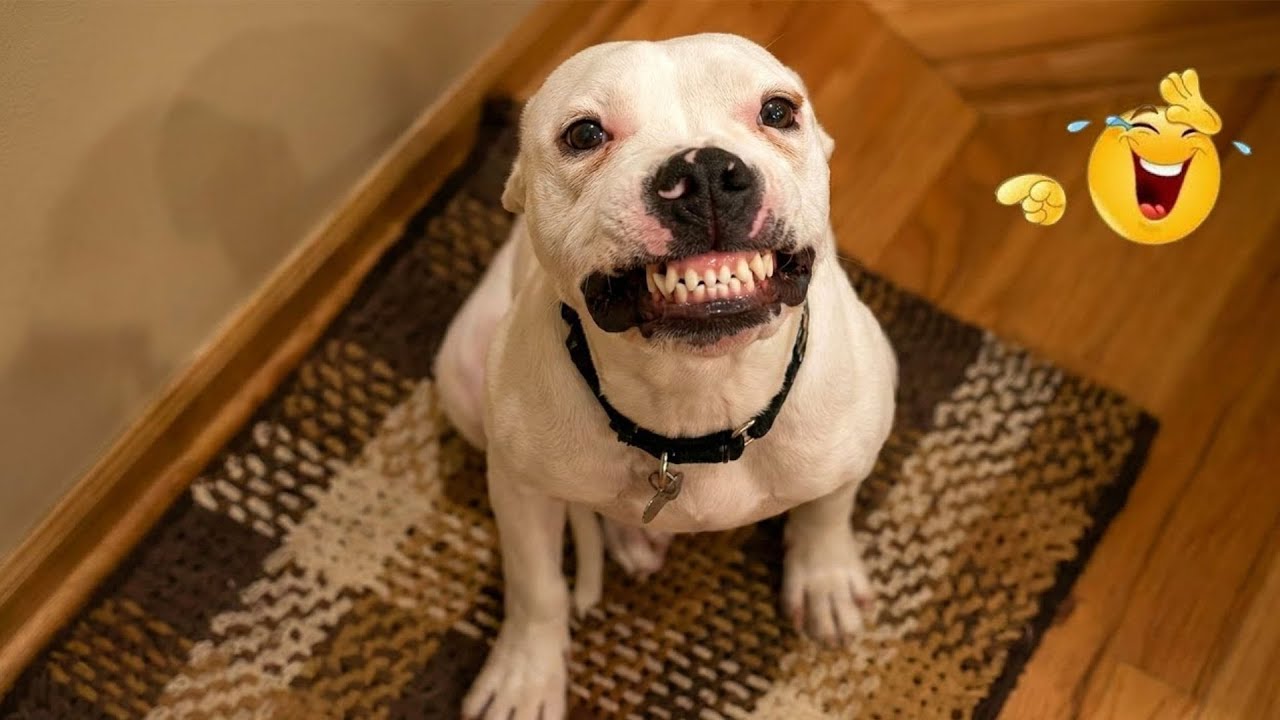 These Dog Videos of the Year Will Make You Laugh Way Too Hard 😂🐶