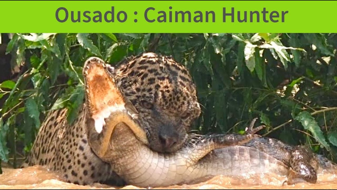 Ousado - Caiman Hunter (including kill)