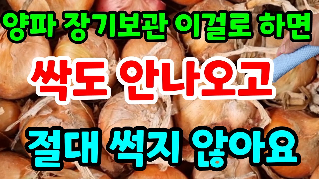 양파보관 이것만 사용하면 싹도 안나오고 절대 썩지 않아요 양파보관법 냉장고 양파심는시기 양파재배 싹난양파요리 양파청 양파고르는법 양파장아찌#양파효능#건강#힐링#친환경#주말농장#귀농