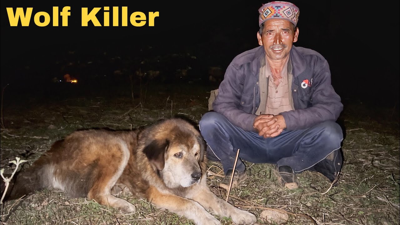 Shocking: Tibetan Mastiff Saves Sheep from Deadly Wolf